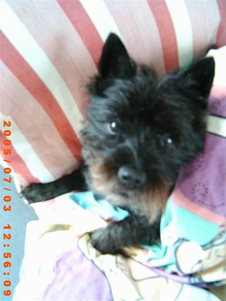 Cairn terrier Emma<3 *Himmelhunden* billede 8