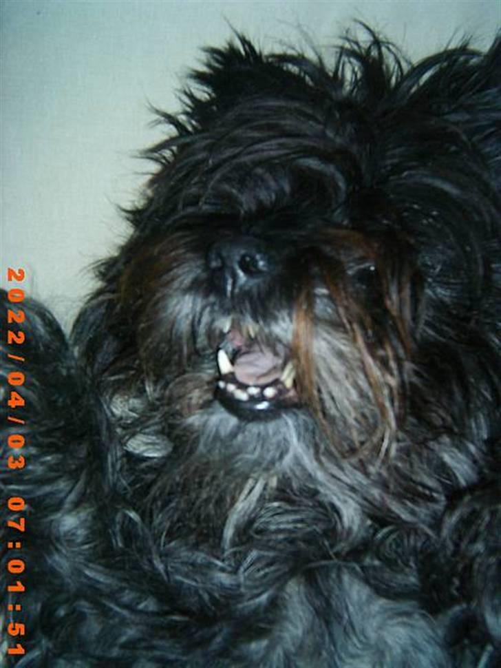 Cairn terrier Emma<3 *Himmelhunden* billede 9