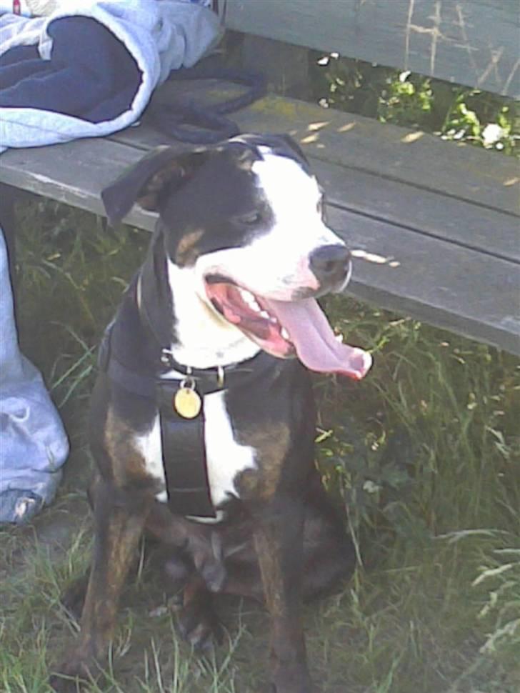 Blanding af racer tyson billede 1