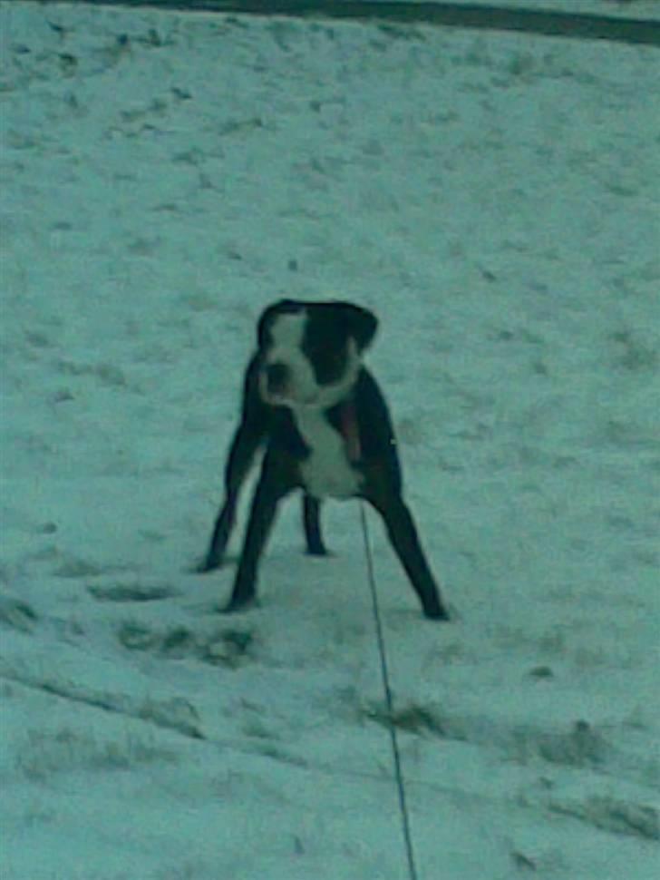 Blanding af racer tyson billede 2