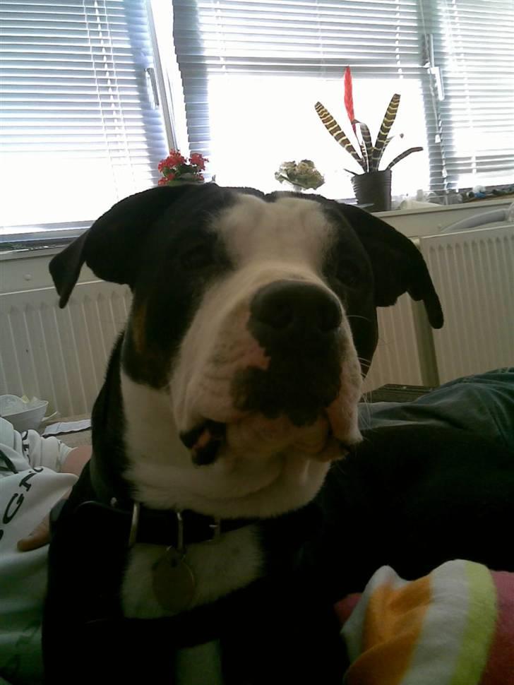 Blanding af racer tyson billede 3