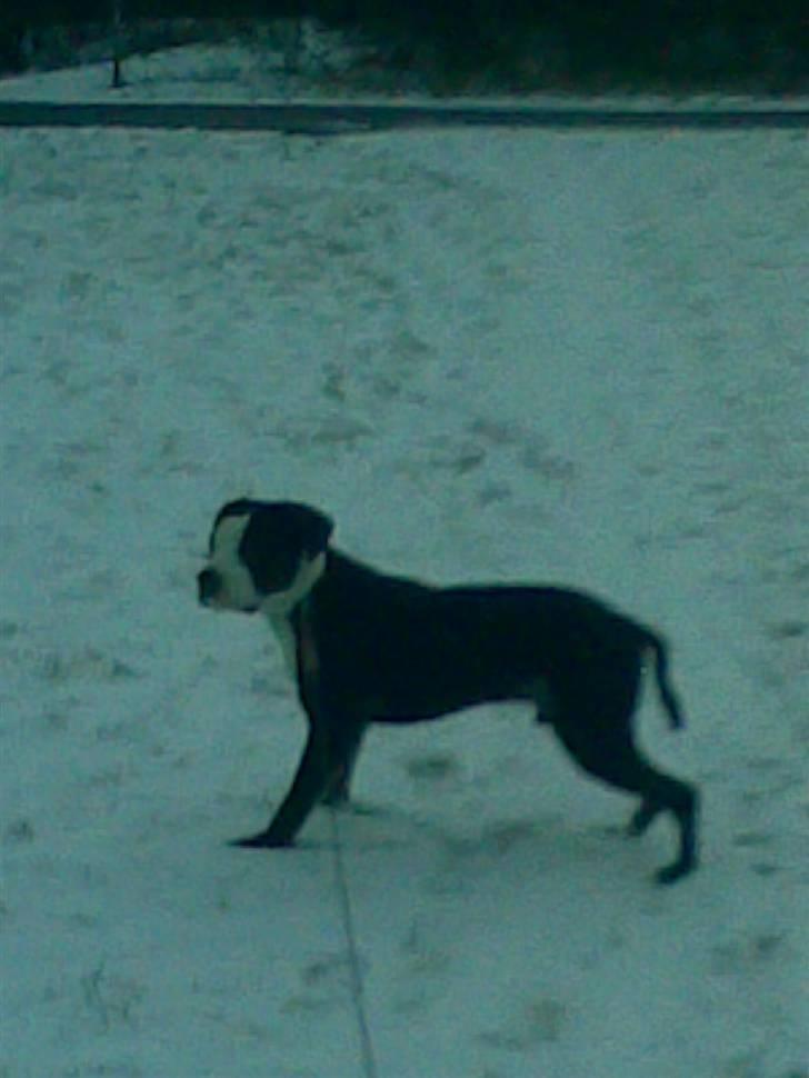 Blanding af racer tyson billede 4