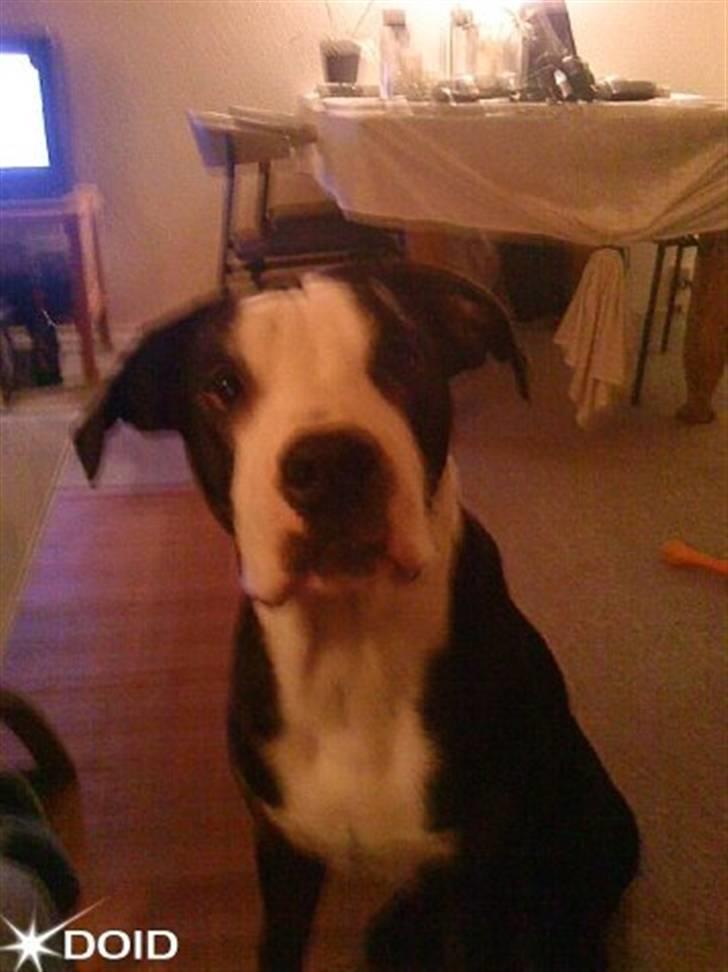 Blanding af racer tyson billede 5