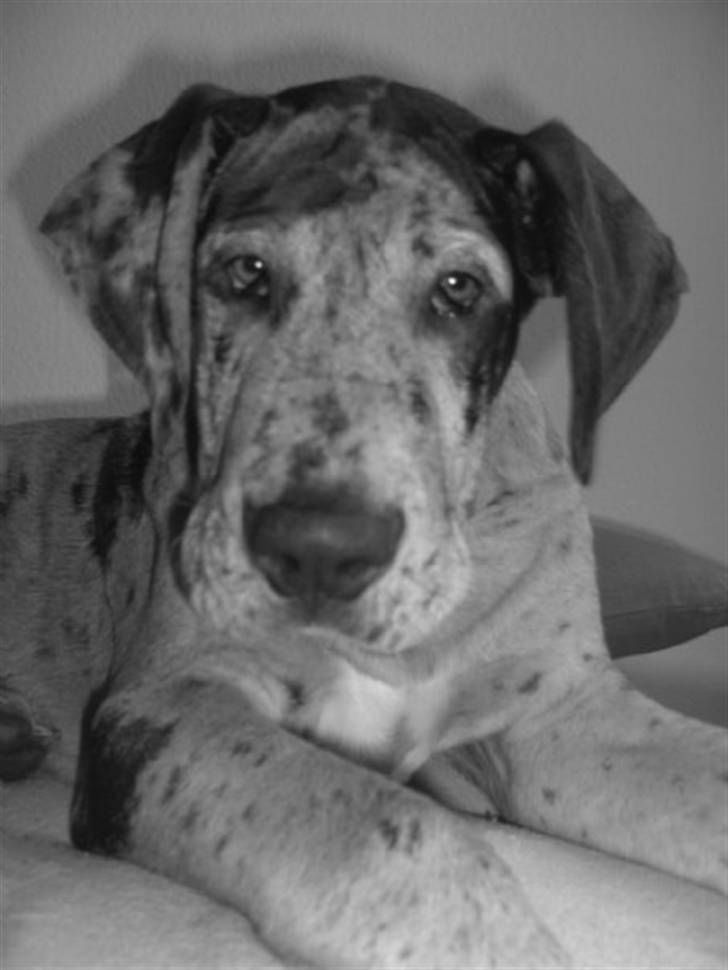 Grand danois Odin billede 1