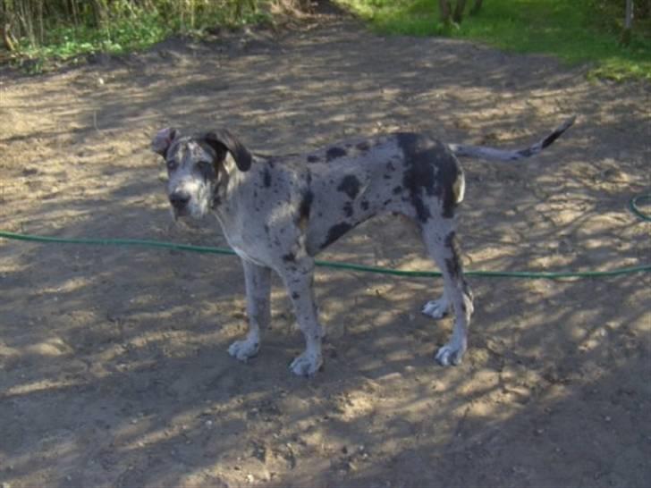 Grand danois Odin billede 2