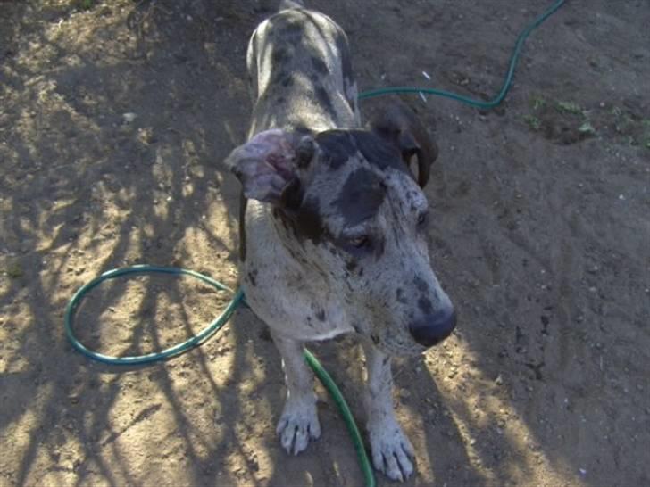 Grand danois Odin billede 3