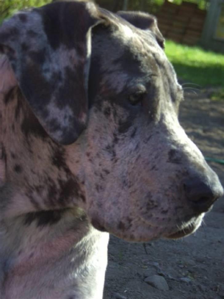 Grand danois Odin billede 4