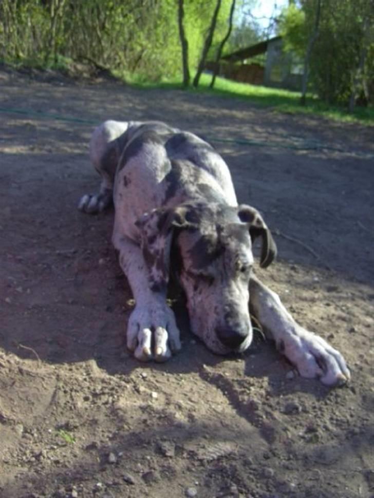 Grand danois Odin billede 5