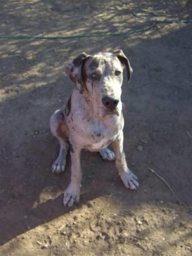 Grand danois Odin billede 6