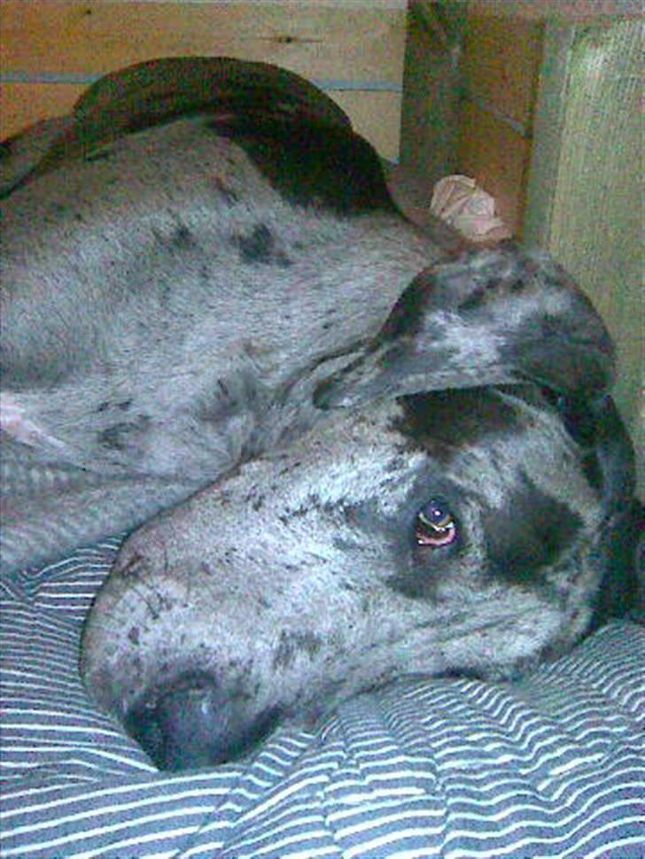 Grand danois Odin billede 7