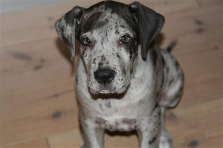 Grand danois Odin billede 8