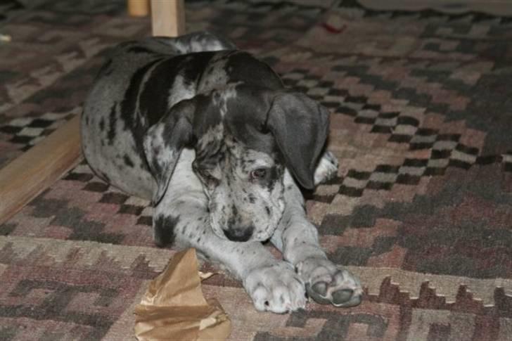 Grand danois Odin - Lille Odin til julen 2008 billede 9