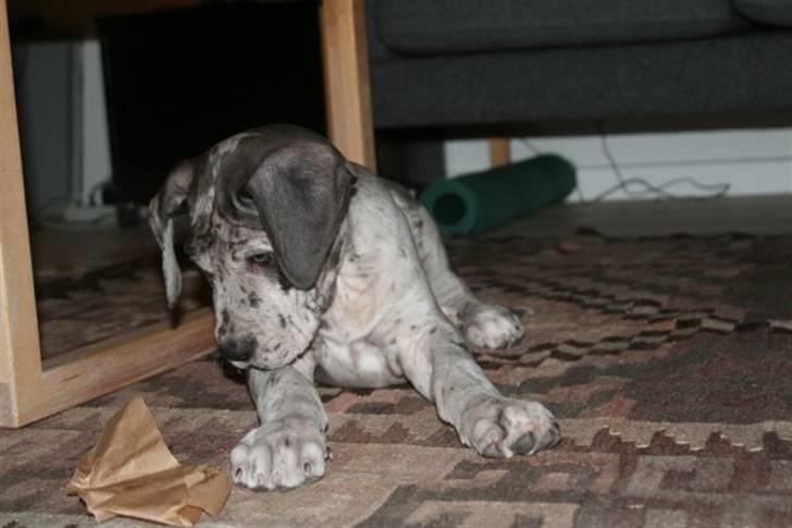 Grand danois Odin billede 10