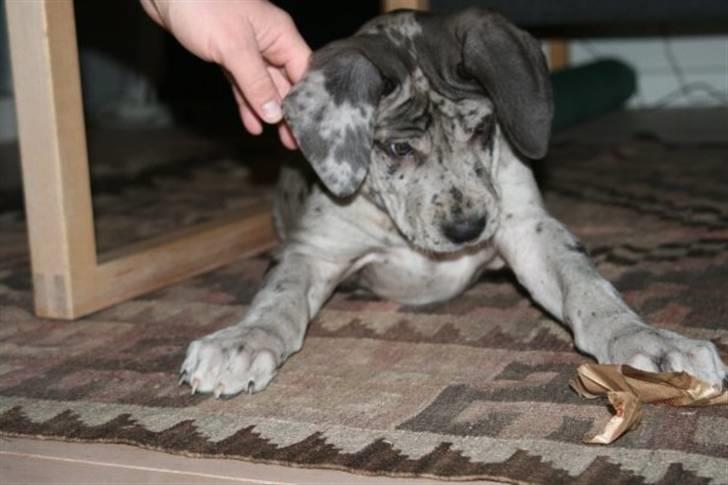 Grand danois Odin billede 11