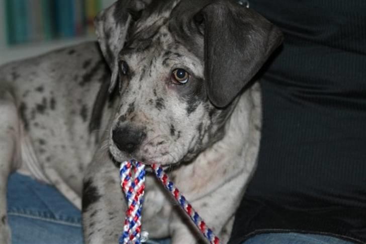 Grand danois Odin billede 12