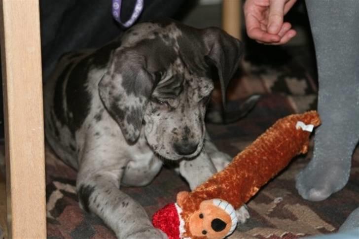 Grand danois Odin billede 13