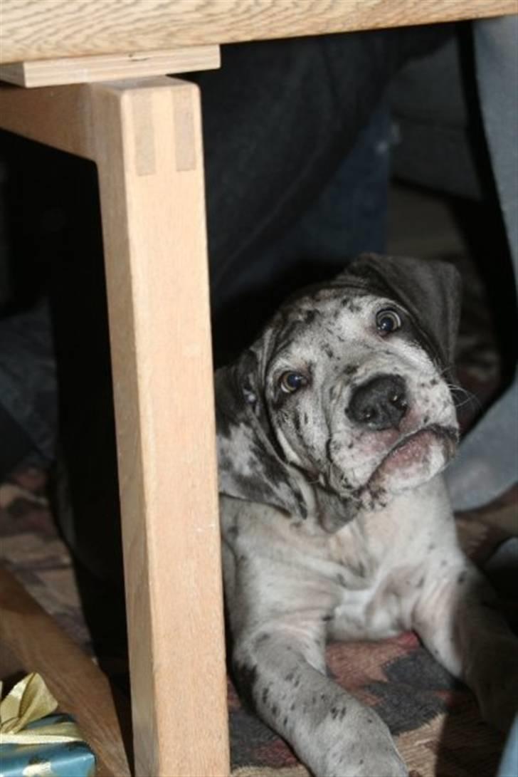 Grand danois Odin billede 14