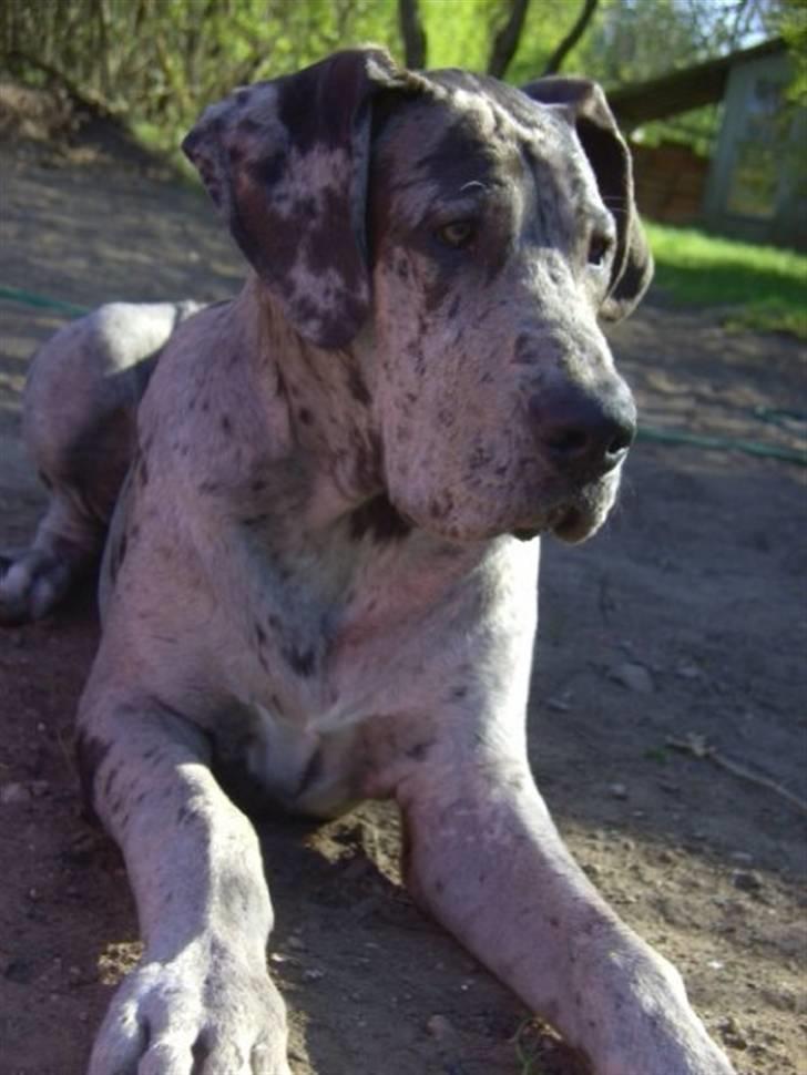 Grand danois Odin billede 15