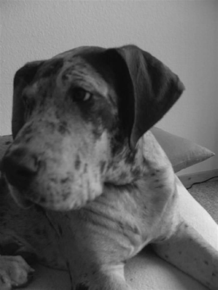 Grand danois Odin billede 16