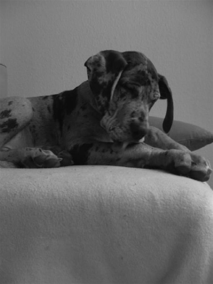 Grand danois Odin billede 17