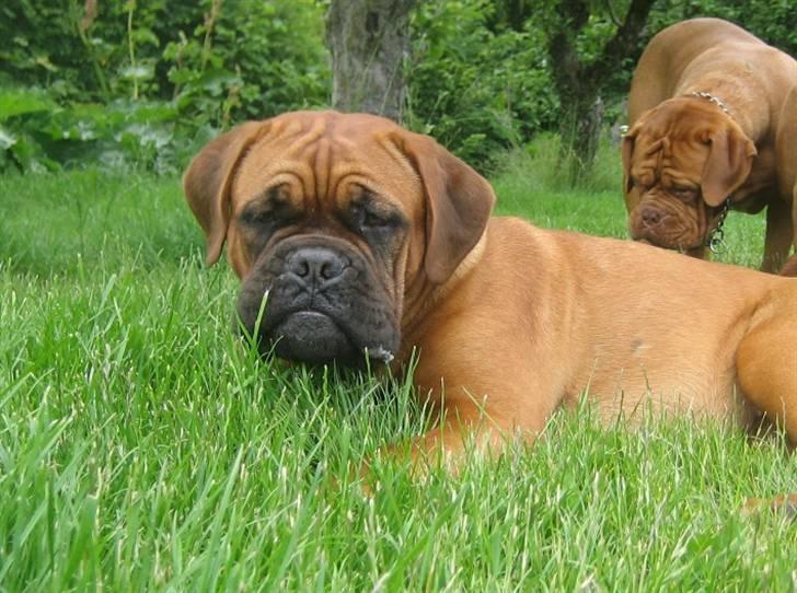 Dogue de bordeaux Sienna - 8 mdr. gammel og nyder en sommeraften i haven billede 11