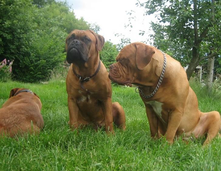 Dogue de bordeaux Sienna - Endnu et billede af vores dynamiske duo - J´adore & Sienna billede 12