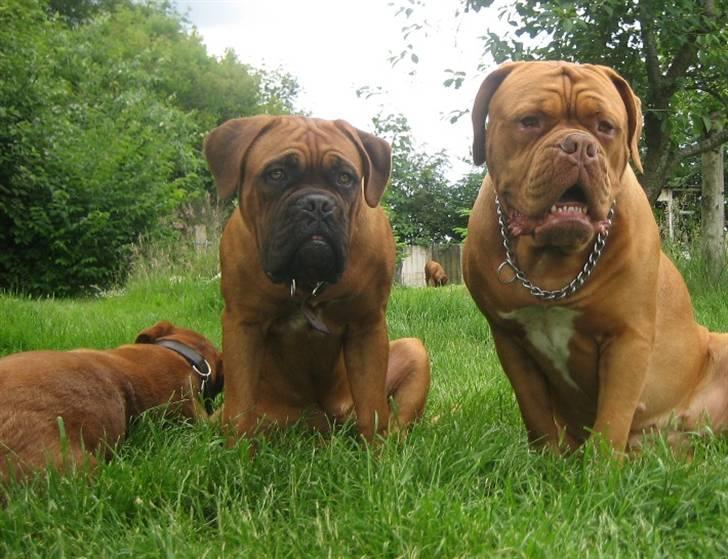 Dogue de bordeaux Sienna billede 13