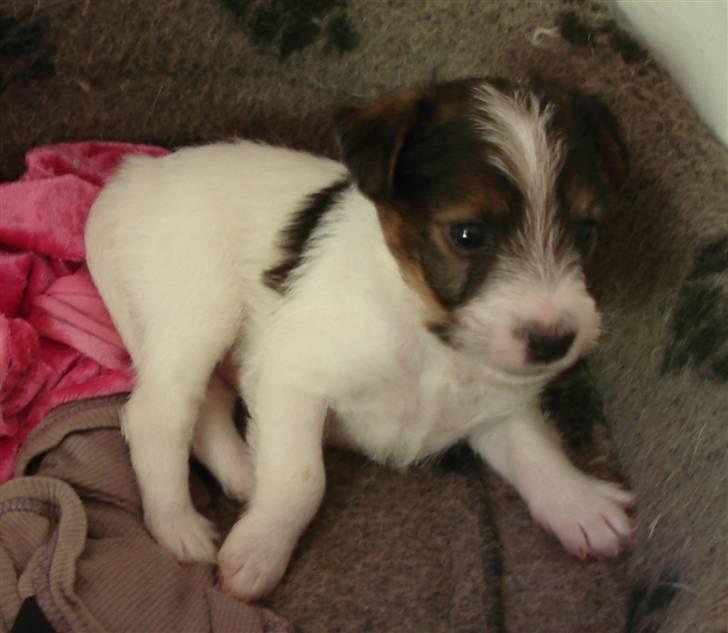 Blanding af racer Nikko - 5 uger og han vil lege med alle billede 7