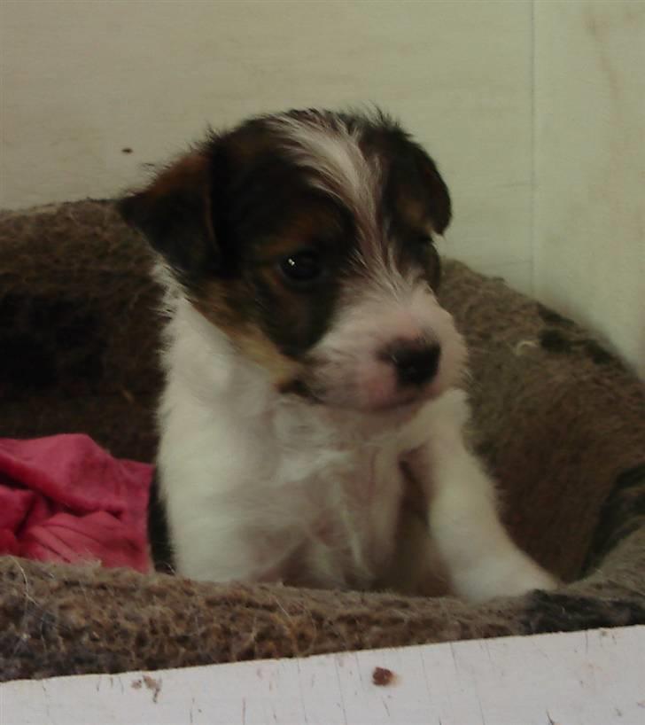 Blanding af racer Nikko - 5 uger, kan godt sidde stille billede 8