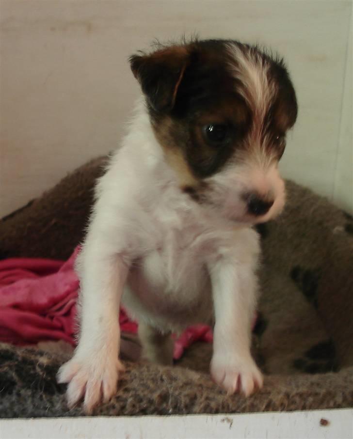 Blanding af racer Nikko - 5 uger, ja kan godt især når man er ved at være træt billede 9