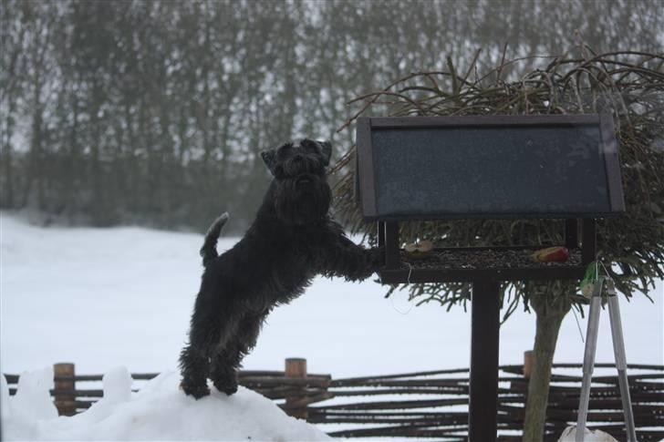Dvaergschnauzer Snavs - "Hej dame! Se hvad jeg kan?! :D" - Snavs, det er meget flot.. Men det der må du ikke xD billede 8