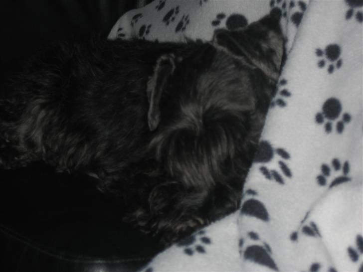 Dvaergschnauzer Snavs - Bubber.. :-* <3 billede 9