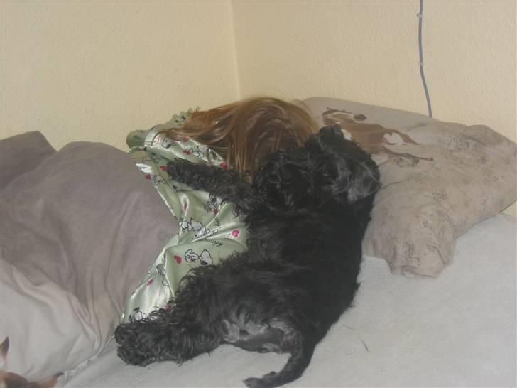 Dvaergschnauzer Snavs - GODMORGEN! xD billede 10