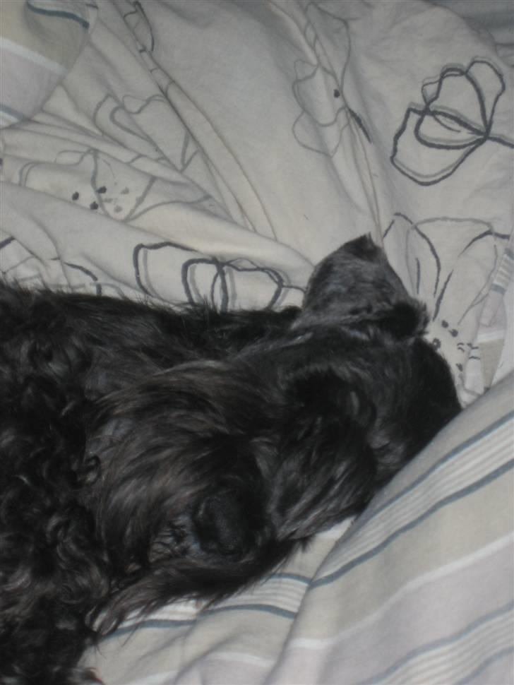 Dvaergschnauzer Snavs - Så kender man Snavs xD <3 billede 11