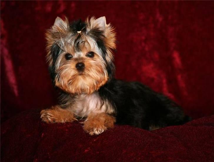 Yorkshire terrier Ramona  of Padawi´s billede 3