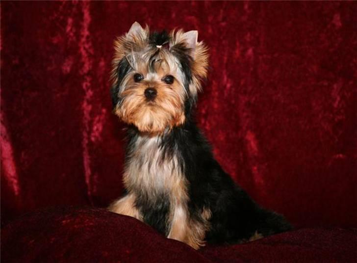 Yorkshire terrier Ramona  of Padawi´s billede 5