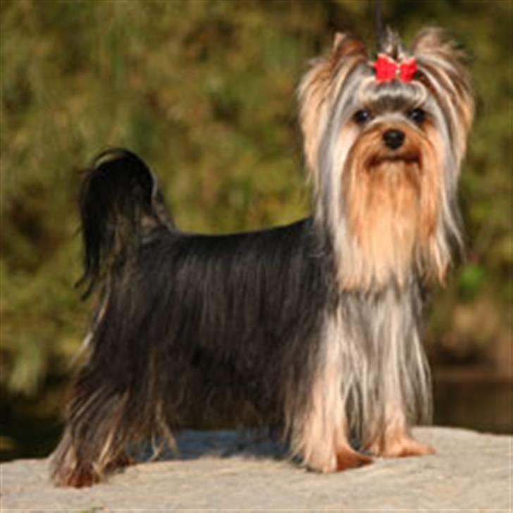 Yorkshire terrier Ramona  of Padawi´s - Ramona s    far billede 6