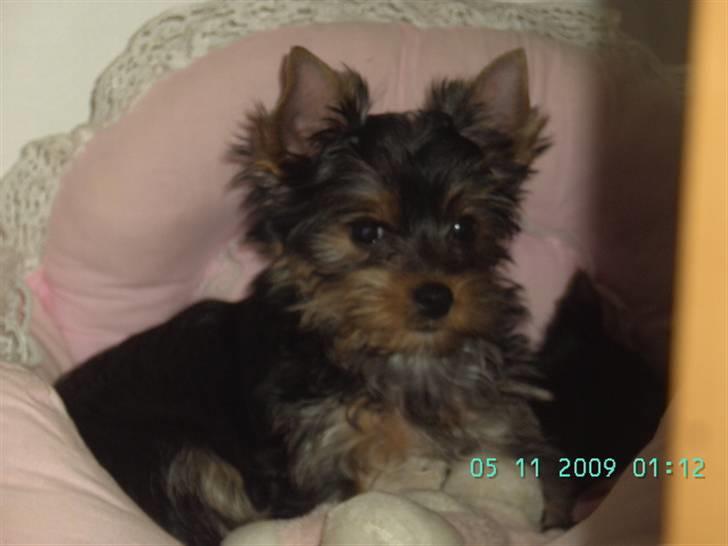 Yorkshire terrier NobleYork´s One More Time billede 3