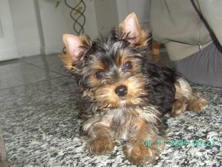 Yorkshire terrier NobleYork´s One More Time billede 4