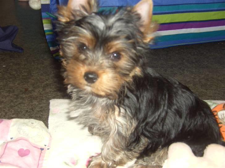 Yorkshire terrier NobleYork´s One More Time billede 5