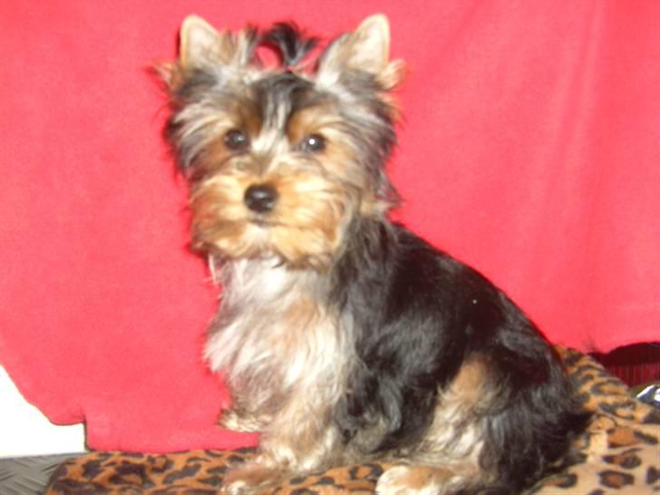 Yorkshire terrier NobleYork´s One More Time billede 6