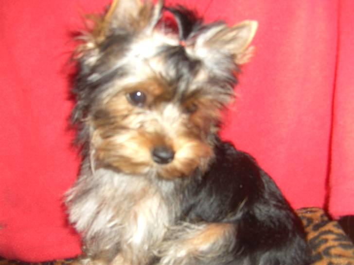 Yorkshire terrier NobleYork´s One More Time billede 7