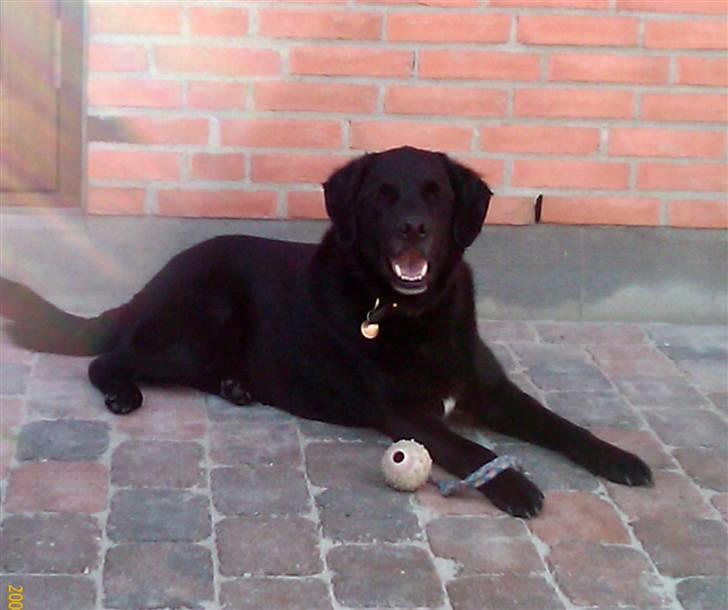 Blanding af racer Walther - R.I.P - I haven  billede 1