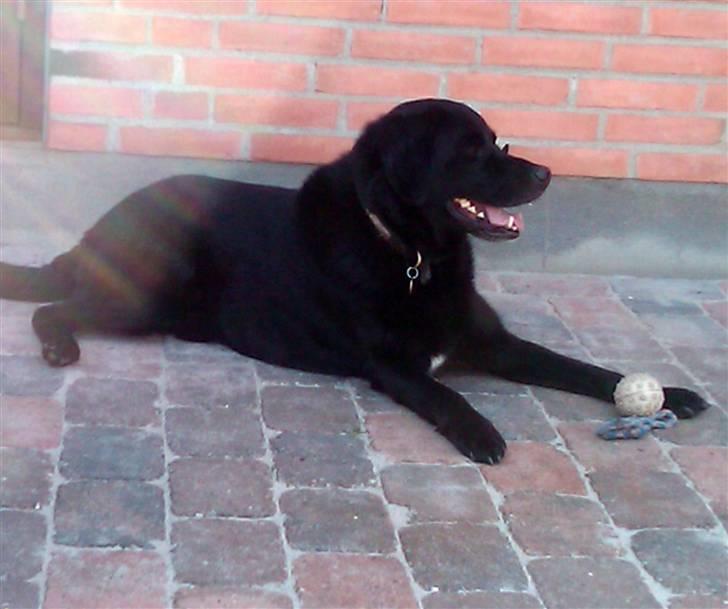 Blanding af racer Walther - R.I.P - tager lige en slapper billede 2