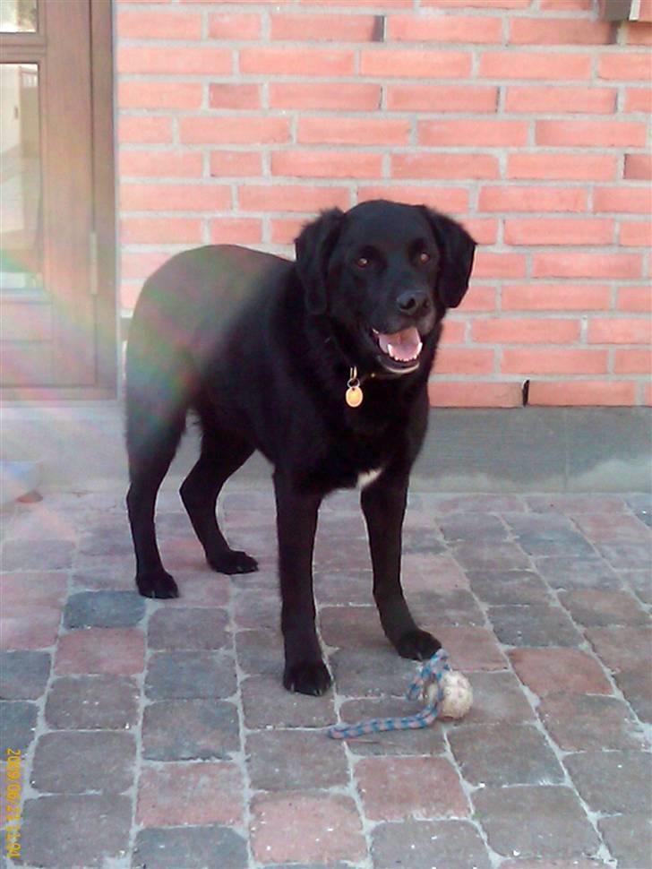 Blanding af racer Walther - R.I.P - skal vi spille med bold?? billede 3