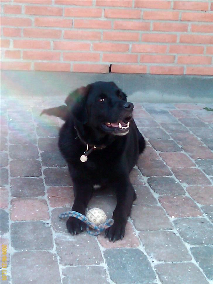 Blanding af racer Walther - R.I.P - det er hårdt at hente bolde billede 4