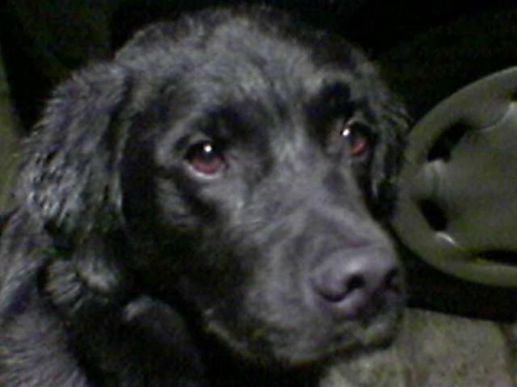 Blanding af racer Walther - R.I.P - meget våd efter en gåtur i regnvejr.. 3,5 år gammel billede 5