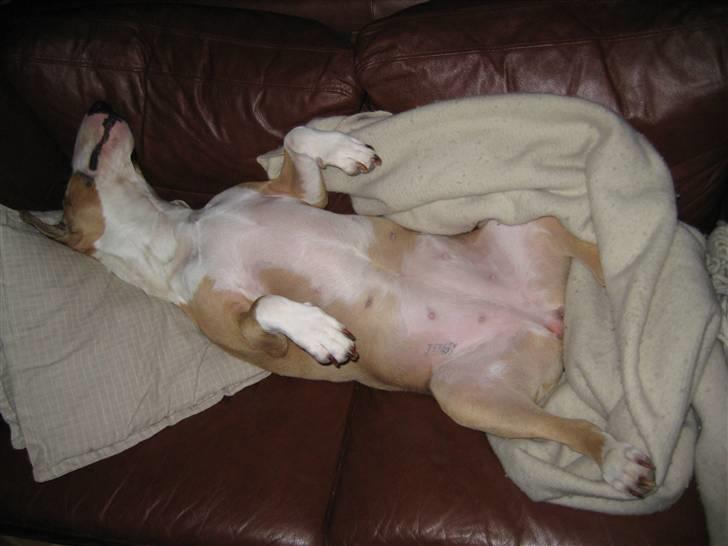 Bullterrier Asta - så på ryggen en time til halvanden zzzzzzzzzzzzzzzzzzzzzzzz billede 12
