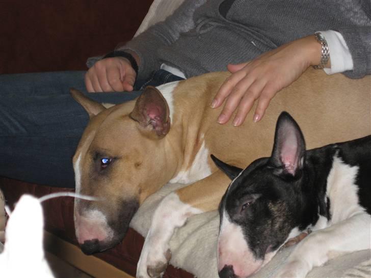 Bullterrier Asta - Lulu var på besøg og så man kan godt blive lidt træt og være nød til at putte lidt. billede 13