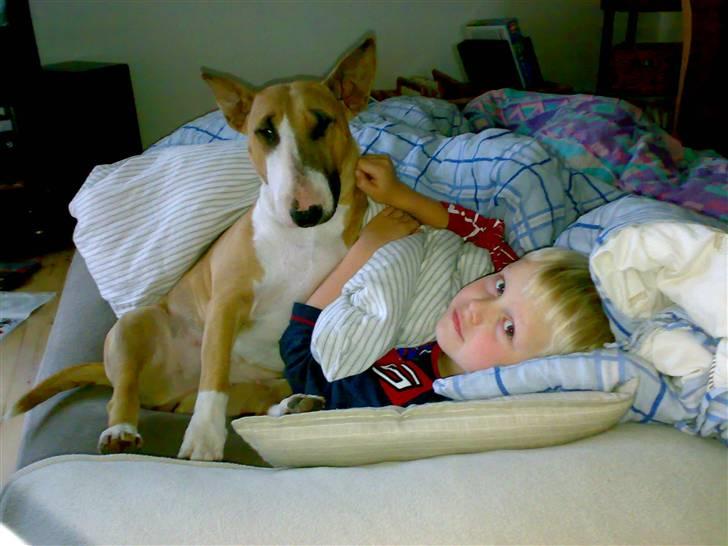 Bullterrier Asta - Asta med sin allerbedsteste ven, Andreas. Det er hygge ! billede 14